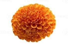 Marigold, the raw material behind MBPL's Orange natural dye