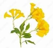 Yellow Elder, the raw material behind MBPL's Yellow natural dye